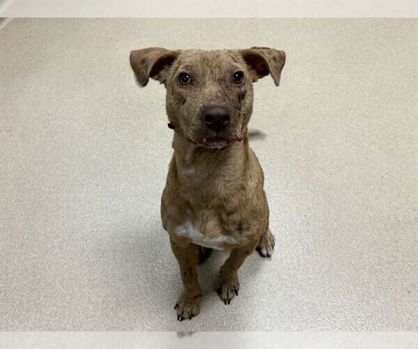 Medium Photo #2 American Staffordshire Terrier-Unknown Mix Puppy For Sale in Raleigh, NC, USA