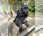 Small #3 Aussiedoodle