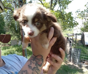 Australian Shepherd Puppy for sale in GRAND PRAIRIE, TX, USA