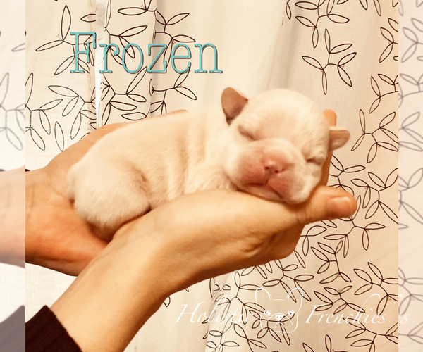 Medium Photo #15 French Bulldog Puppy For Sale in EUGENE, OR, USA