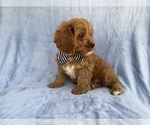 Small #5 Cavapoo (Standard)