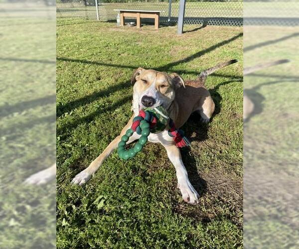 Medium Photo #3 Catahoula Leopard Dog Puppy For Sale in Pasadena, TX, USA