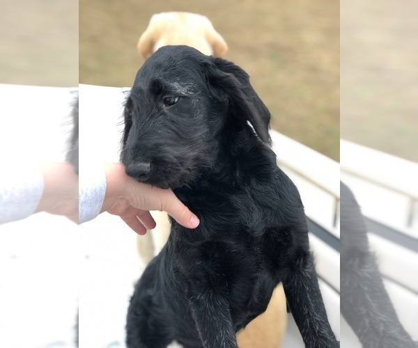 Medium Photo #5 Labradoodle Puppy For Sale in ROBERTA, GA, USA
