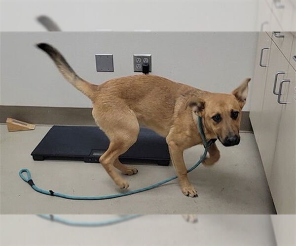 Medium Photo #1 German Shepherd Dog-Unknown Mix Puppy For Sale in McKinleyville, CA, USA