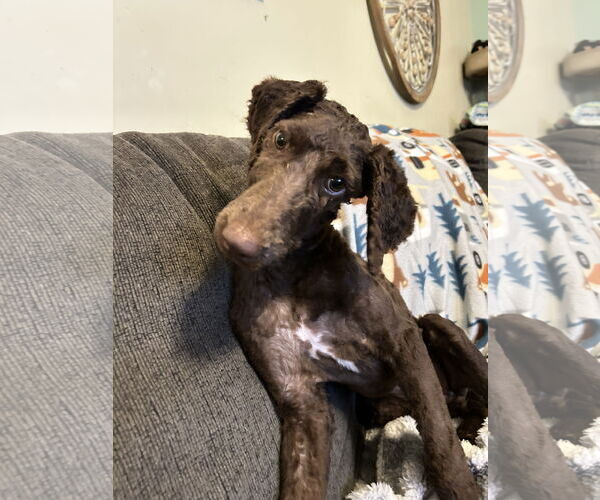 Medium Photo #1 Labradoodle Puppy For Sale in Plainfield, IL, USA