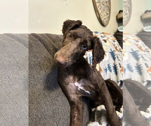 Labradoodle Dogs for adoption in Plainfield, IL, USA