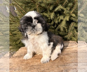 Shih Tzu Puppy for sale in MIDDLEBURY, IN, USA