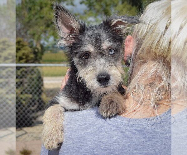Medium Photo #5 Mutt Puppy For Sale in Huntley, IL, USA