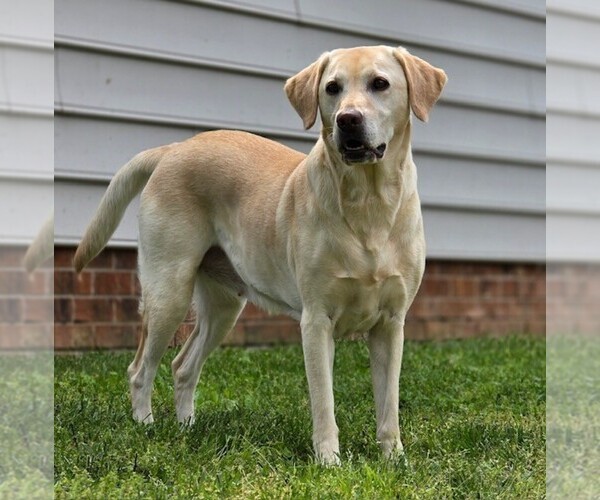 Medium Photo #1 Labrador Retriever Puppy For Sale in WINSTON SALEM, NC, USA