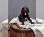 Puppy 3 Bernedoodle