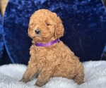 Small #8 Goldendoodle (Miniature)