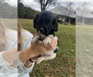 English Cocker Spaniel Puppy for sale in MOULTRIE, GA, USA