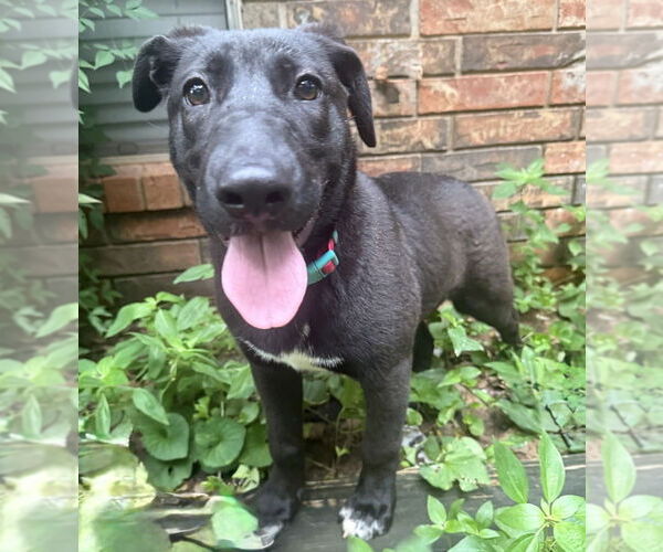 Medium Photo #48 Labrador Retriever-Unknown Mix Puppy For Sale in OKLAHOMA CITY, OK, USA