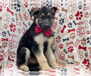 German Shepherd Dog Puppy for sale in LAKELAND, FL, USA