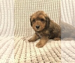 Small Photo #2 Bernedoodle-Miniature Bernedoodle Mix Puppy For Sale in CHESILHURST, NJ, USA