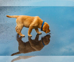 Small Photo #23 Labrador Retriever Puppy For Sale in LITTLETON, CO, USA