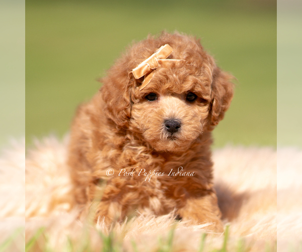 Medium Photo #83 Maltipoo (Miniature) Puppy For Sale in WARSAW, IN, USA