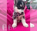 Small #1 Siberian Husky