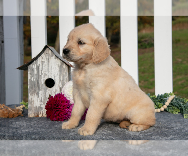 Medium Photo #21 Golden Retriever Puppy For Sale in HOLMESVILLE, OH, USA