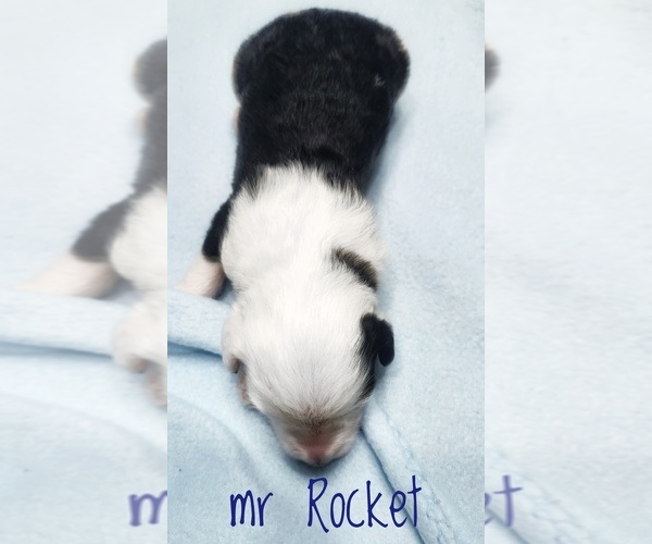 Medium Photo #4 Sheepadoodle Puppy For Sale in GOLDEN CITY, MO, USA
