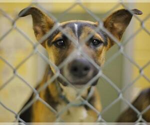 German Shepherd Dog Dogs for adoption in Tulsa, OK, USA