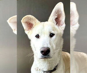 German Shepherd Dog Dogs for adoption in Phoenix, AZ, USA