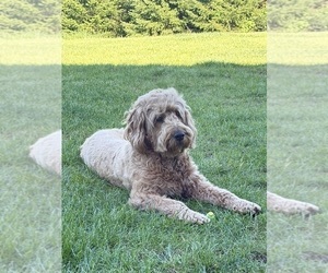 Mother of the Goldendoodle mix (+ Poodle Standard) puppies born on 03/30/2026