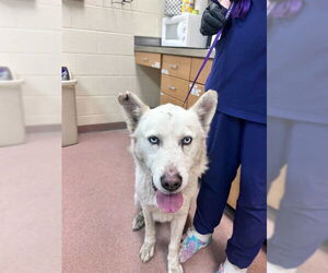 Siberian Husky Dogs for adoption in Ogden, UT, USA