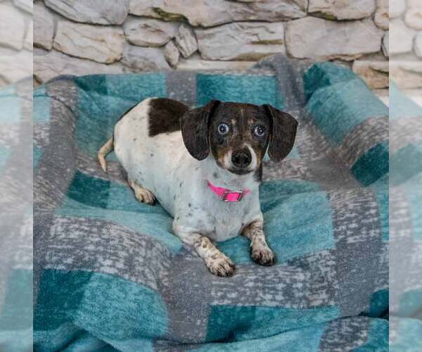 Medium Photo #3 Dachshund Puppy For Sale in Kennesaw, GA, USA