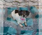 Small #2 Dachshund