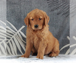 Small Photo #4 Golden Retriever Puppy For Sale in GORDONVILLE, PA, USA