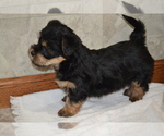 Small #3 Yorkshire Terrier-Zuchon Mix