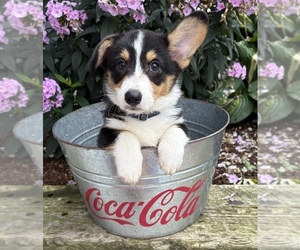 Pembroke Welsh Corgi Puppy for sale in MIDDLEBURY, IN, USA