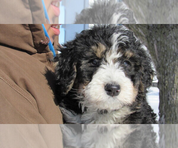 Medium Photo #1 Bernedoodle Puppy For Sale in BIG ROCK, IL, USA