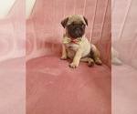Small Photo #15 Pug Puppy For Sale in PHOENIX, AZ, USA