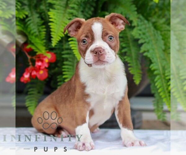 Medium Photo #3 Boston Terrier Puppy For Sale in MYERSTOWN, PA, USA