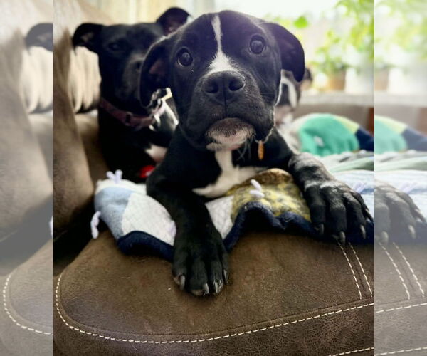 Medium Photo #8 Mutt Puppy For Sale in Princeton, MN, USA