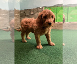 Small #31 Goldendoodle