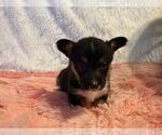 Small #8 American Corgi