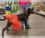 Small Photo #9 American Pit Bull Terrier-Labrador Retriever Mix Puppy For Sale in Murfreesboro, NC, USA