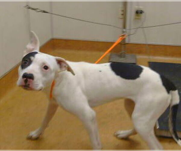 Medium Photo #1 Mutt Puppy For Sale in Sacramento, CA, USA