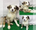 Small Photo #2 Miniature Australian Shepherd Puppy For Sale in BROOKER, FL, USA