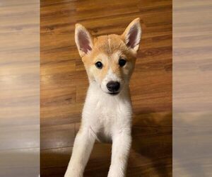 Shiba Inu Puppy for sale in GOOSE CREEK, SC, USA