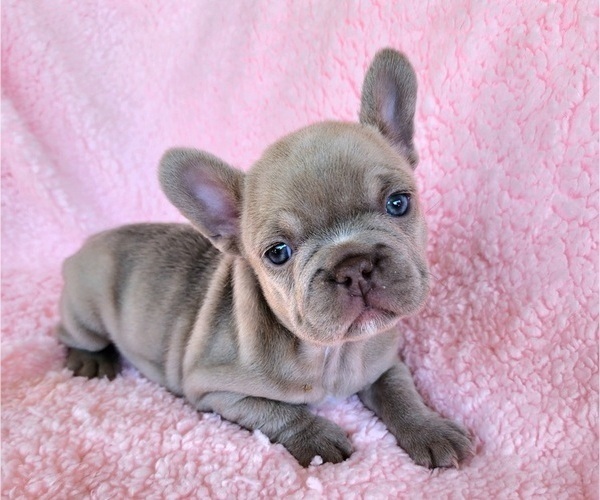 Medium Photo #14 French Bulldog Puppy For Sale in LAS VEGAS, NV, USA
