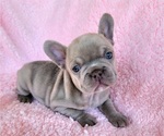 Small #13 French Bulldog