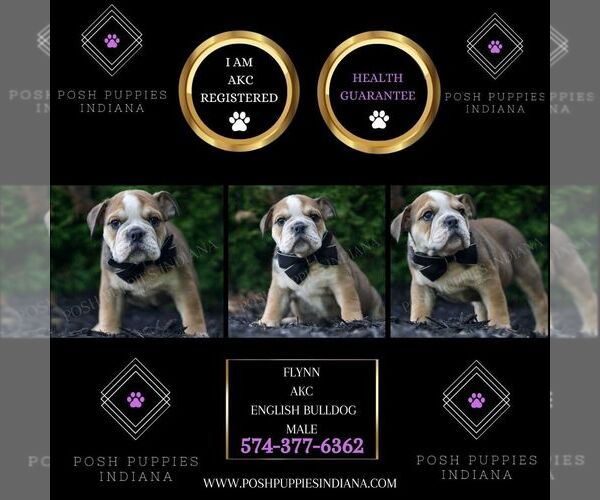 Medium Photo #5 Bulldog Puppy For Sale in WARSAW, IN, USA