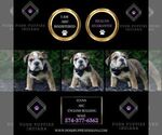 Small #4 Bulldog