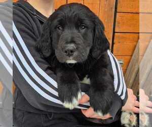 Golden Mountain Dog Puppy for sale in PLYMOUTH, ME, USA