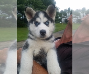 Siberian Husky Puppy for sale in MAGNOLIA, OH, USA