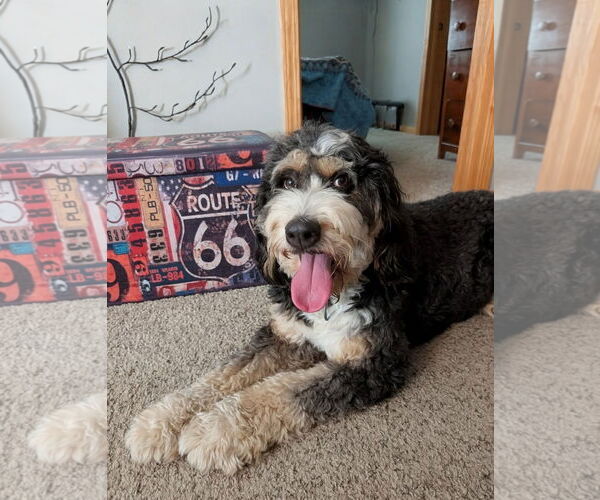 Medium Photo #2 Bernedoodle Puppy For Sale in St. Louis Park, MN, USA